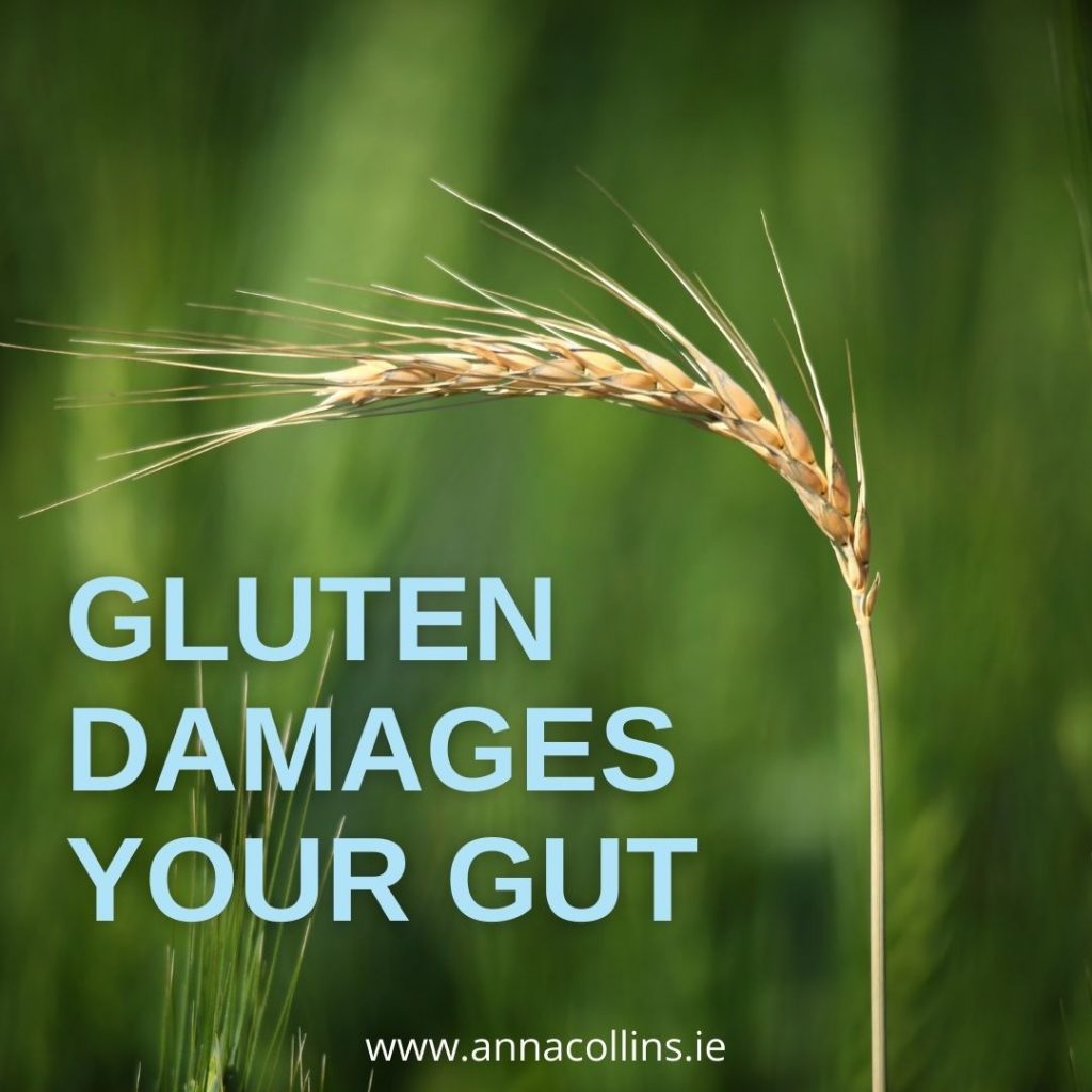 Gluten triggers autoimmune conditions